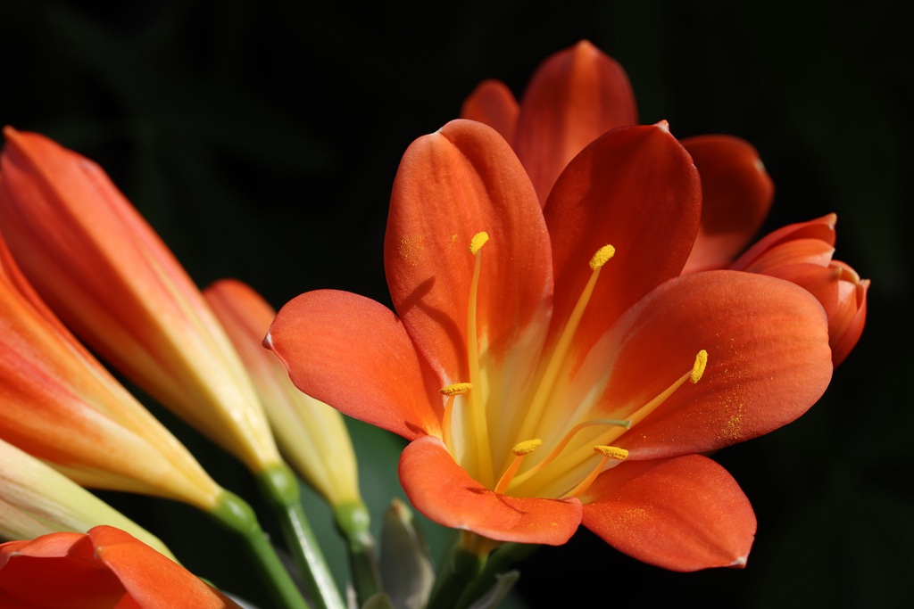 花中君子，橙中带黄的著名观赏花卉君子兰微距高清美图