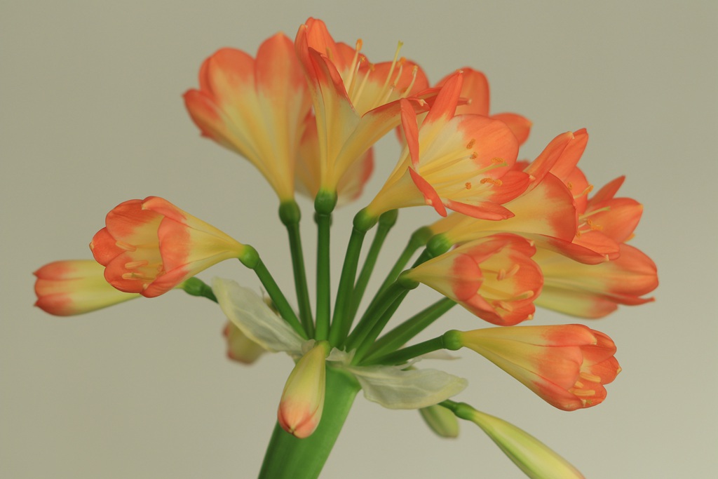 花中君子，橙中带黄的著名观赏花卉君子兰微距高清美图