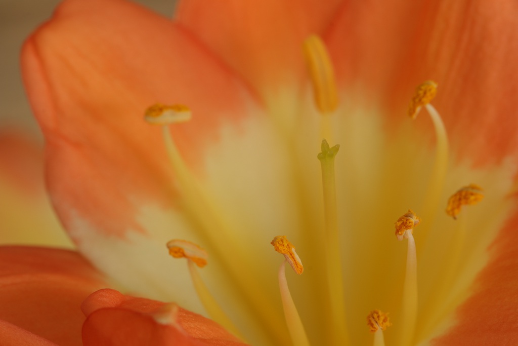 花中君子，橙中带黄的著名观赏花卉君子兰微距高清美图