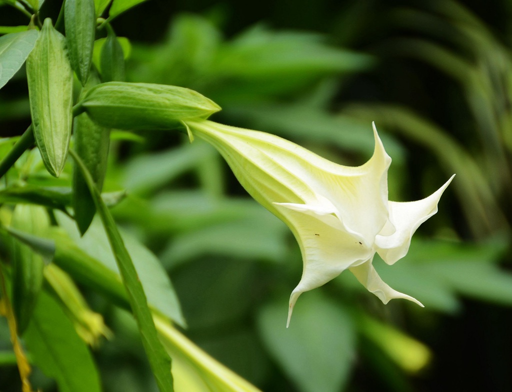 花开白色，花名很多的直立草本植物曼陀罗花高清微距图片