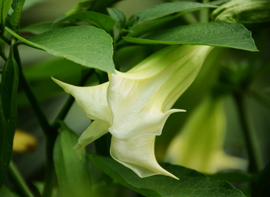 花开白色，花名很多的直立草本植物曼陀罗花高清微距图片