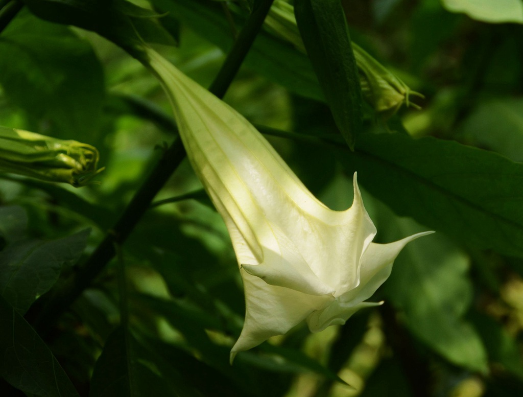 花开白色，花名很多的直立草本植物曼陀罗花高清微距图片
