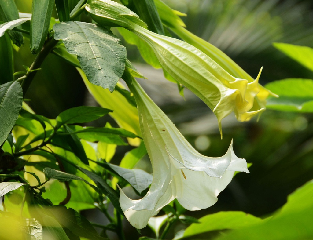 花开白色，花名很多的直立草本植物曼陀罗花高清微距图片