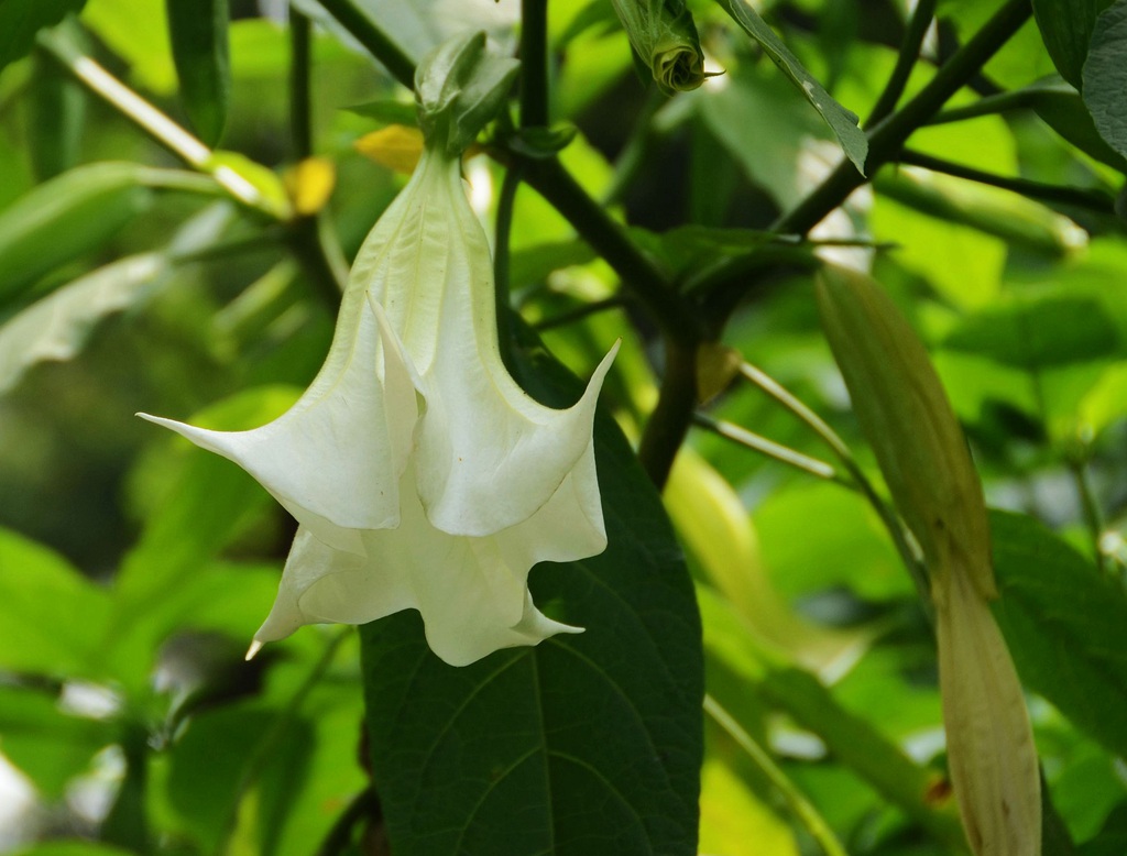 花开白色，花名很多的直立草本植物曼陀罗花高清微距图片