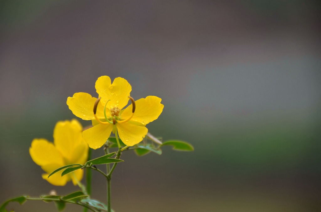 开着黄色花朵的可爱清新豆科决明属植物黄槐图片
