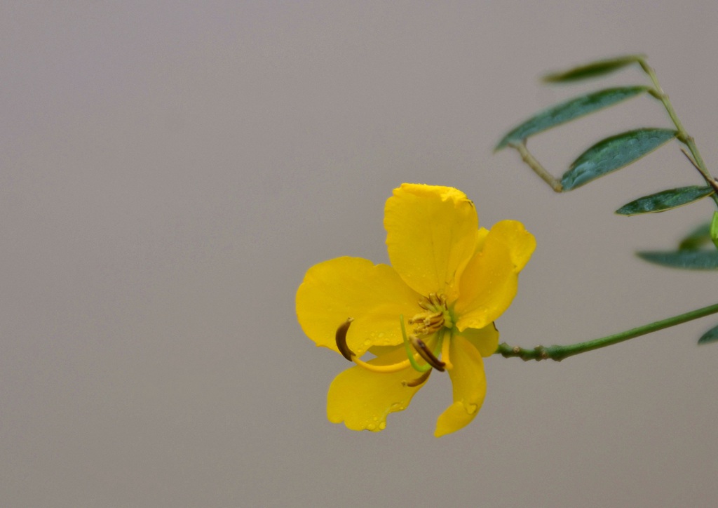 开着黄色花朵的可爱清新豆科决明属植物黄槐图片