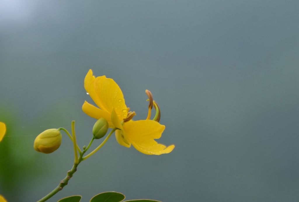 开着黄色花朵的可爱清新豆科决明属植物黄槐图片