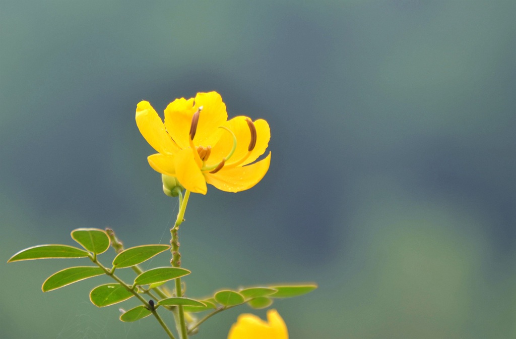 开着黄色花朵的可爱清新豆科决明属植物黄槐图片