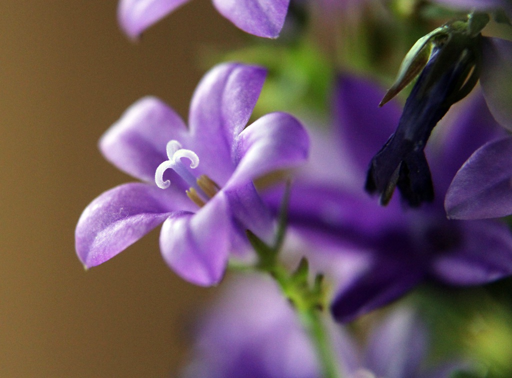 生长于野外，山坡上的暗紫叶白花颜色桔梗花图片