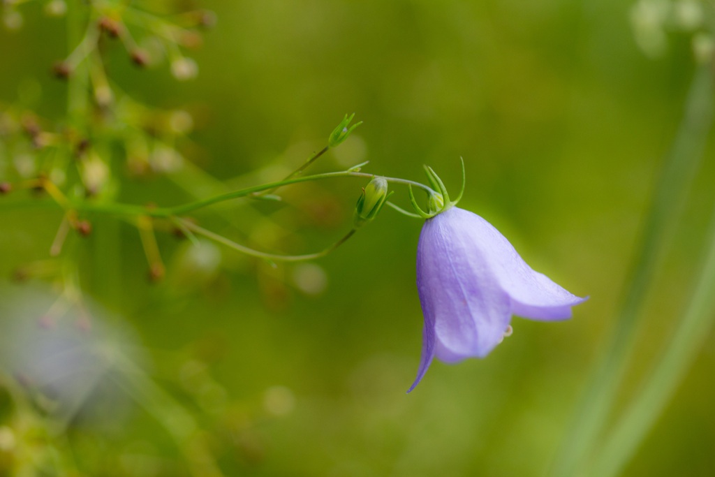 生长于野外，山坡上的暗紫叶白花颜色桔梗花图片