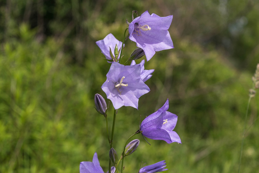 生长于野外，山坡上的暗紫叶白花颜色桔梗花图片