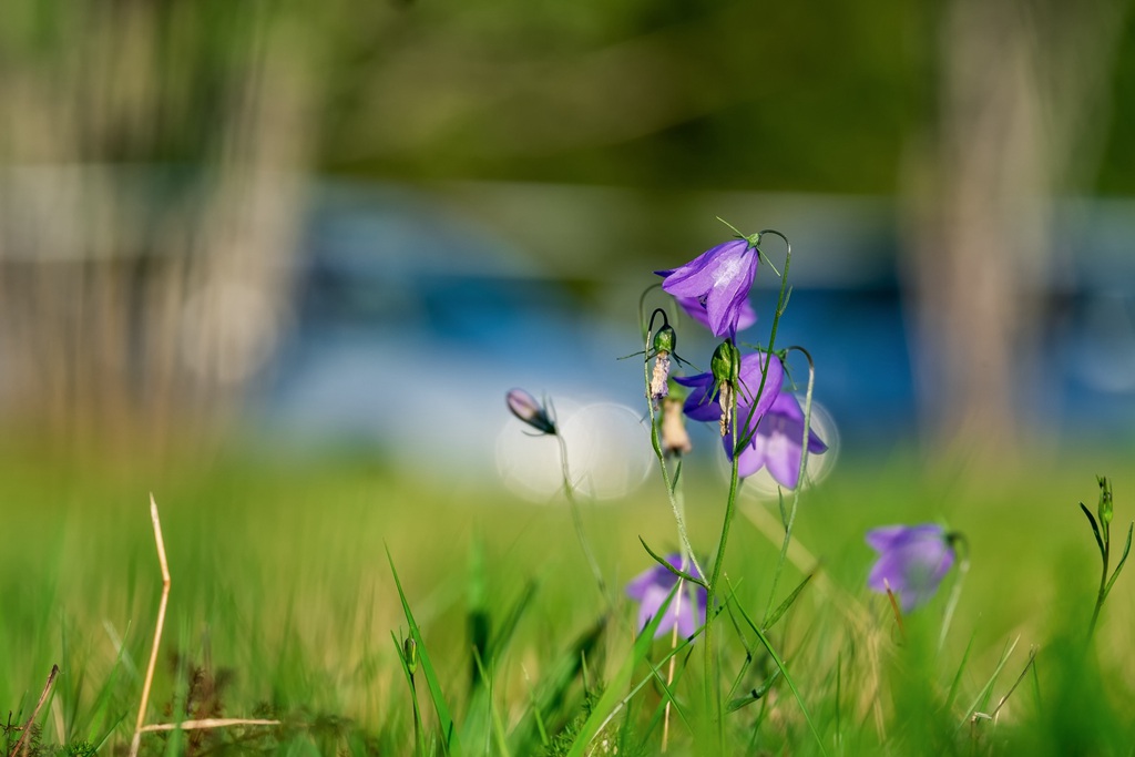 生长于野外，山坡上的暗紫叶白花颜色桔梗花图片