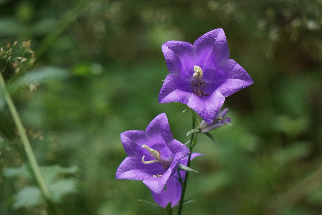 生长于野外，山坡上的暗紫叶白花颜色桔梗花图片