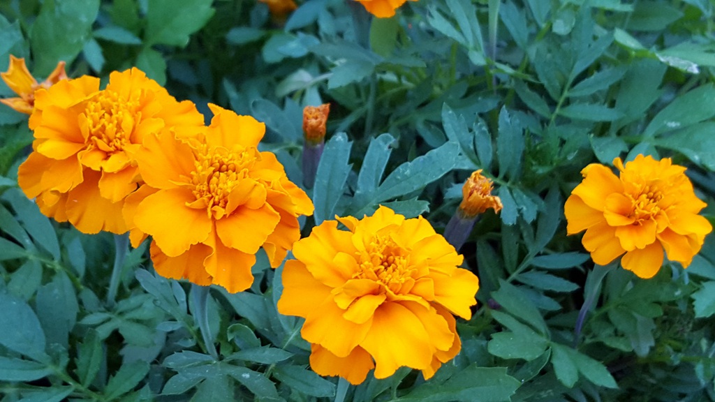 花团锦簇，花大、花期长，常用于花坛布景的万寿菊高清图片