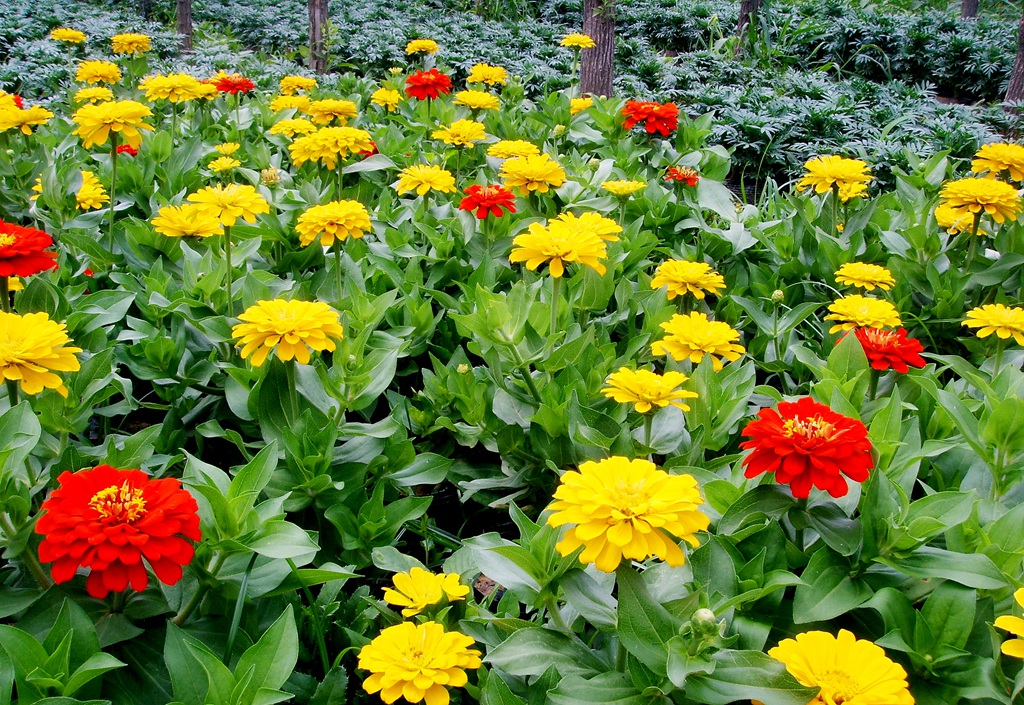 花团锦簇，花大、花期长，常用于花坛布景的万寿菊高清图片