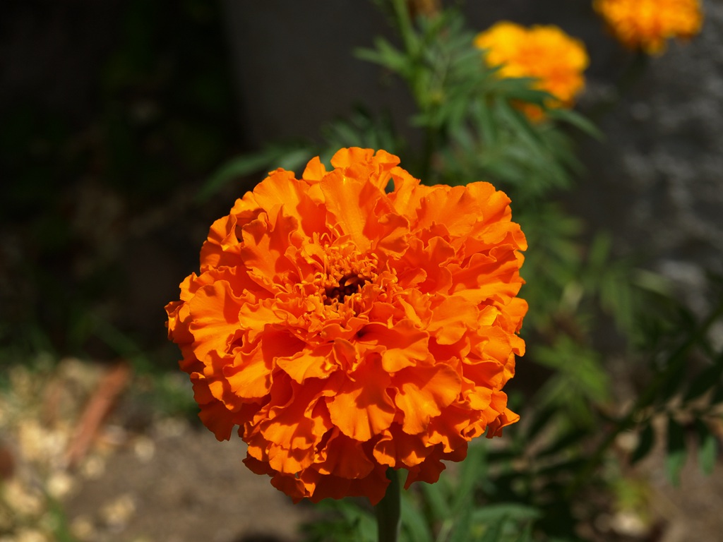 花团锦簇，花大、花期长，常用于花坛布景的万寿菊高清图片