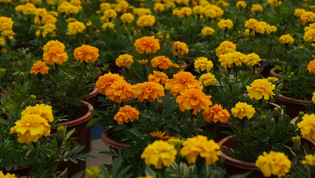 花团锦簇，花大、花期长，常用于花坛布景的万寿菊高清图片