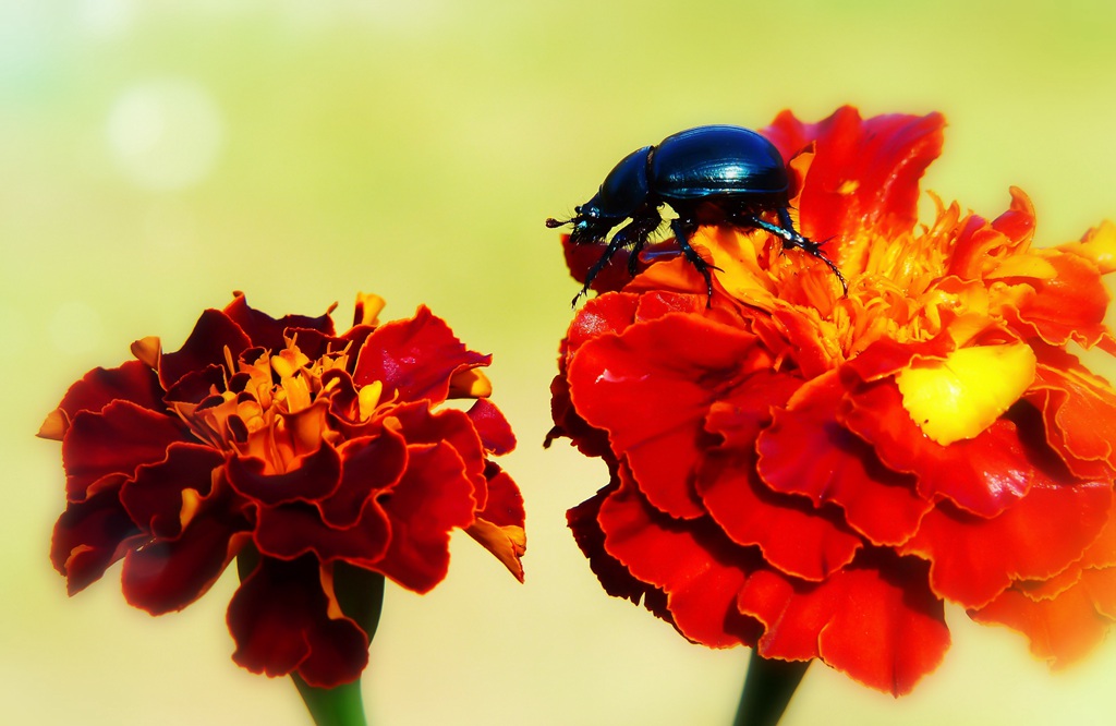 花团锦簇，花大、花期长，常用于花坛布景的万寿菊高清图片