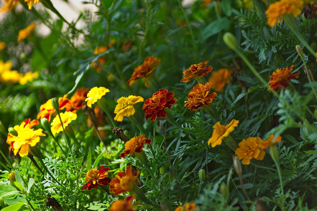花团锦簇，花大、花期长，常用于花坛布景的万寿菊高清图片
