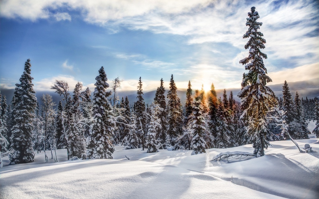 冰天雪地中，堆满积雪的云杉树木景色图片
