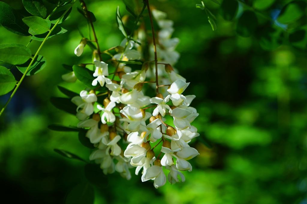 清新淡雅的白色槐花（洋槐花）高清图片