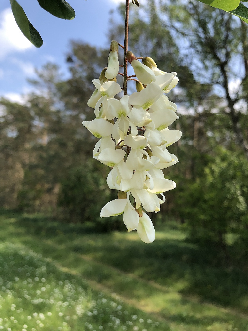 清新淡雅的白色槐花（洋槐花）高清图片