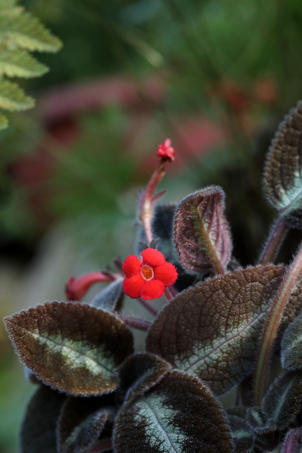 长着红色小花的常绿多年生蔓性草本植物喜萌花（红桐草）高清图片