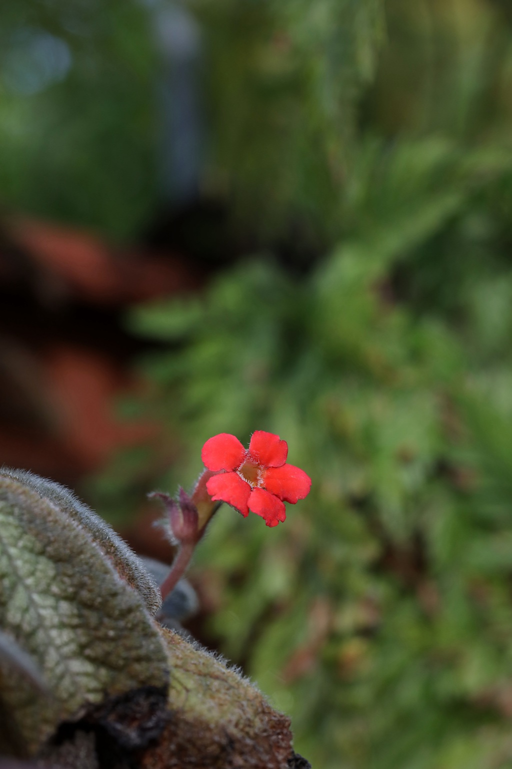 长着红色小花的常绿多年生蔓性草本植物喜萌花（红桐草）高清图片