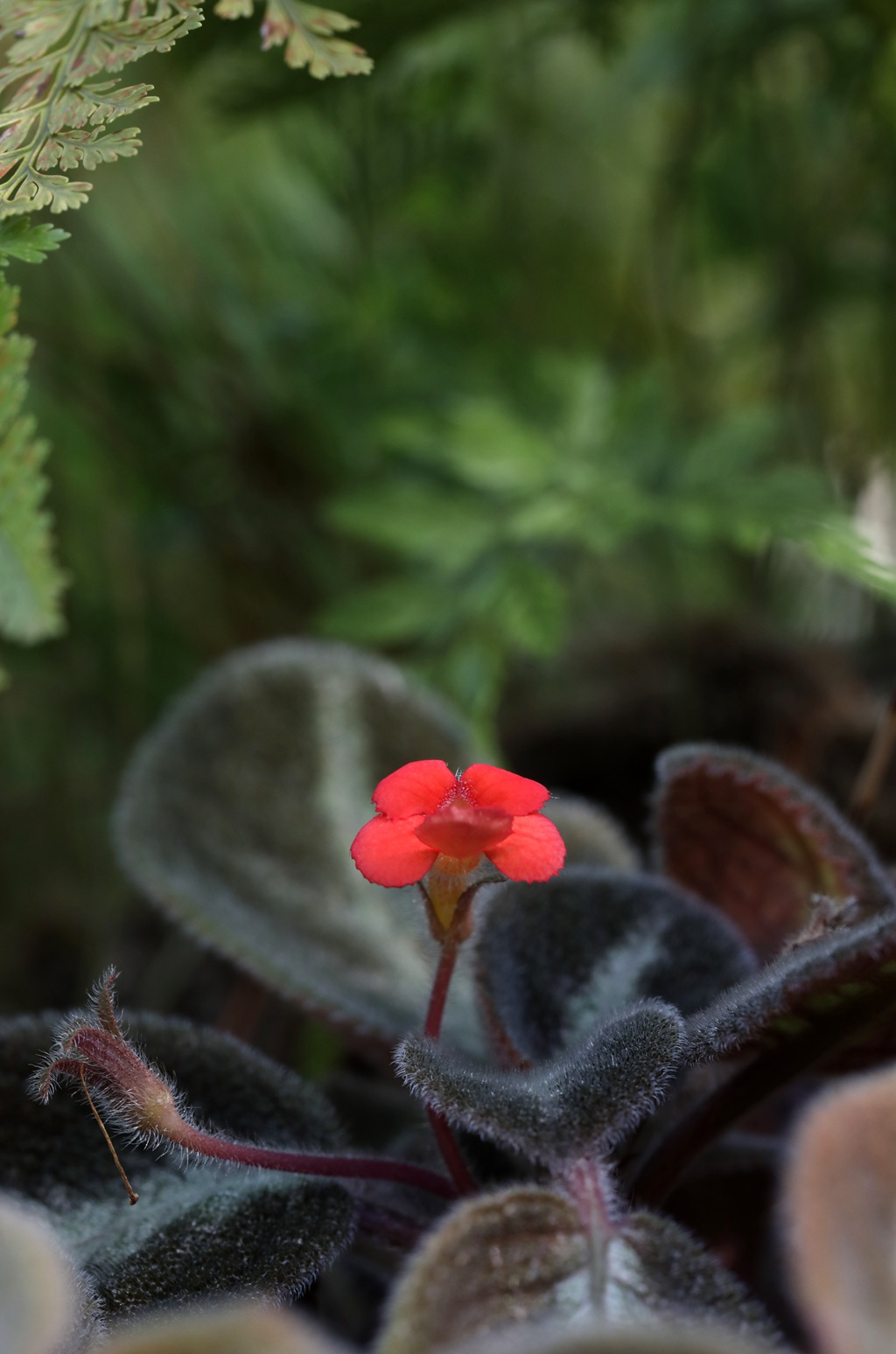 长着红色小花的常绿多年生蔓性草本植物喜萌花（红桐草）高清图片