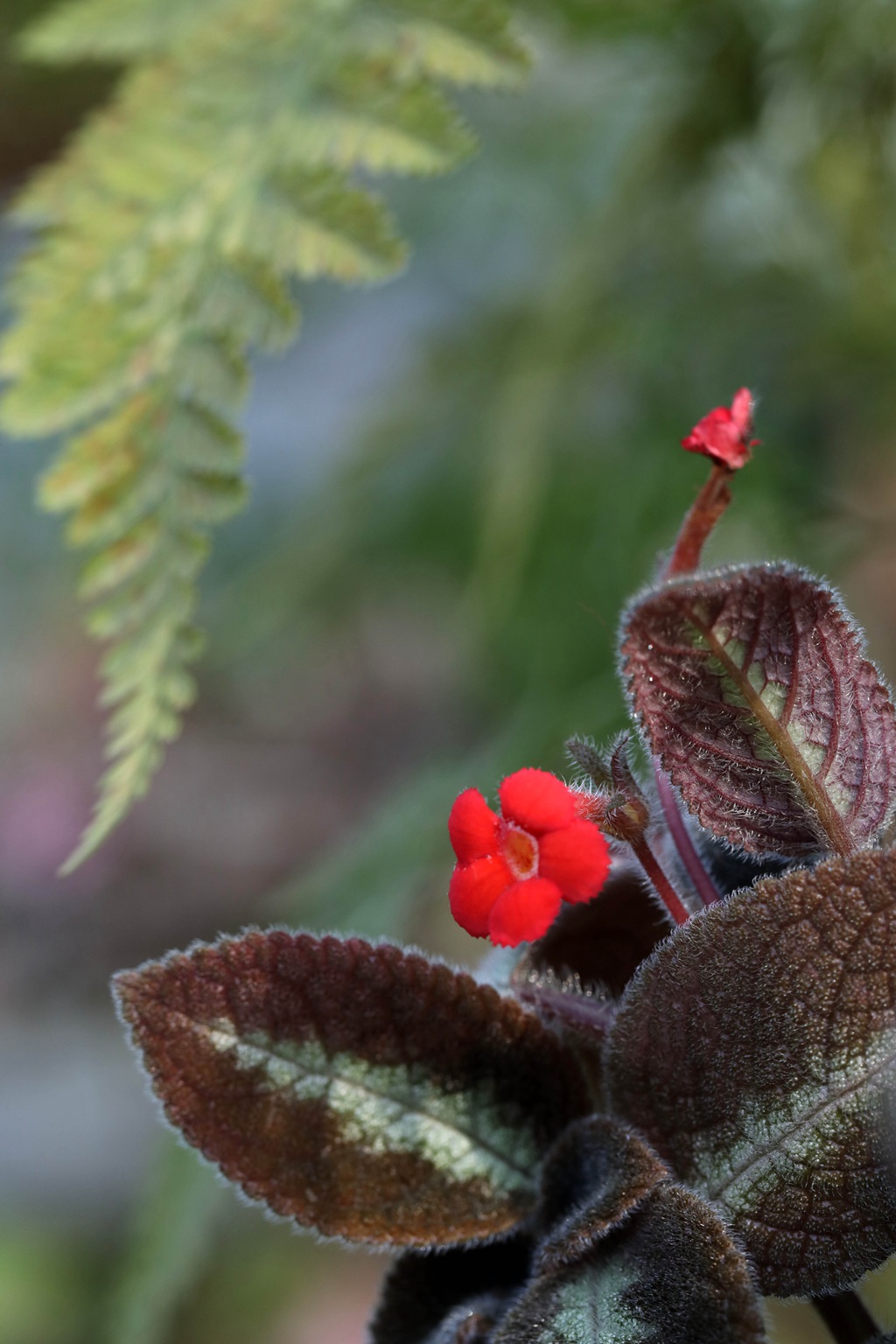 长着红色小花的常绿多年生蔓性草本植物喜萌花（红桐草）高清图片