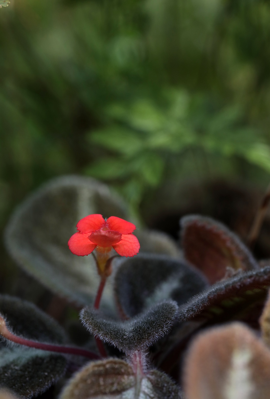 长着红色小花的常绿多年生蔓性草本植物喜萌花（红桐草）高清图片