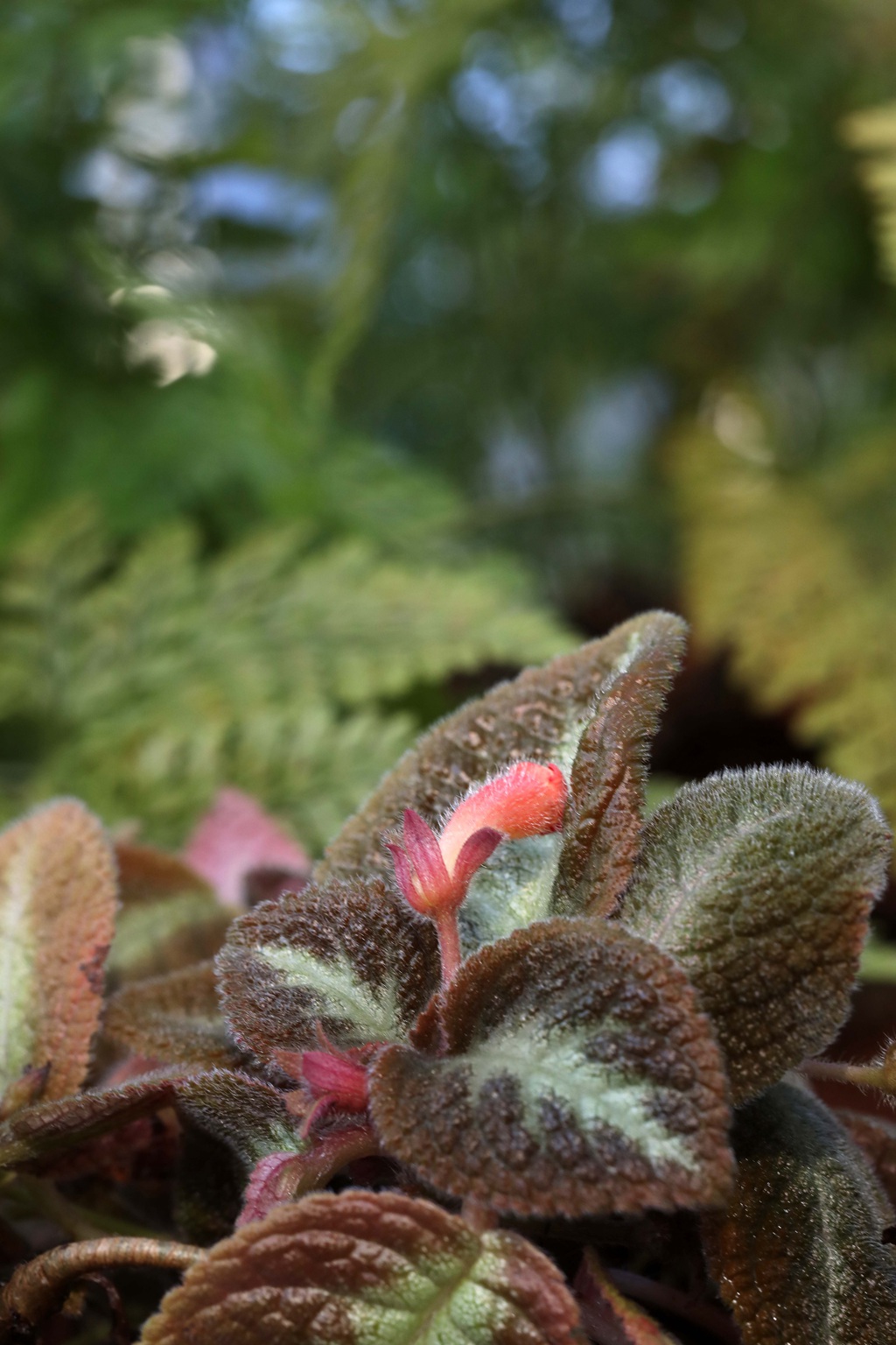 长着红色小花的常绿多年生蔓性草本植物喜萌花（红桐草）高清图片