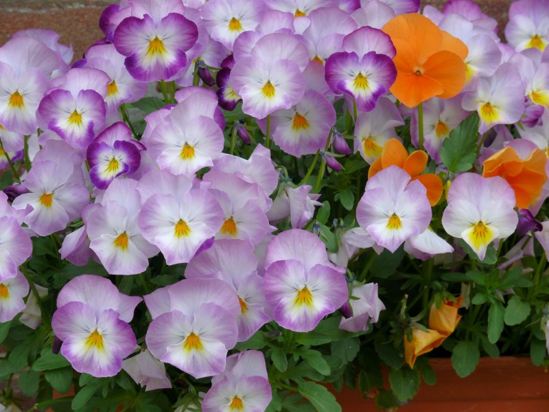 紫罗兰，紫罗兰花朵图片，人工栽培花开美丽的紫罗兰美图
