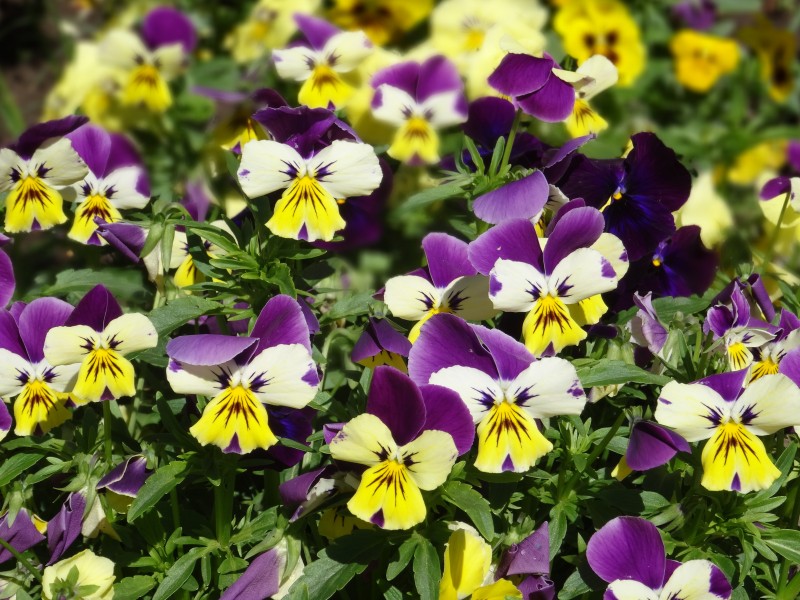 紫罗兰，紫罗兰花朵图片，人工栽培花开美丽的紫罗兰美图
