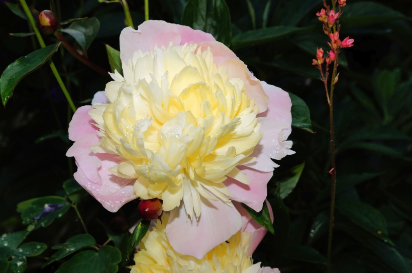 芍药花图片，争相斗艳，花开美丽，代表思念花语的芍药花美图