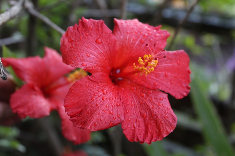 芙蓉花图片，多种不同颜色的芙蓉花静距离好看图片