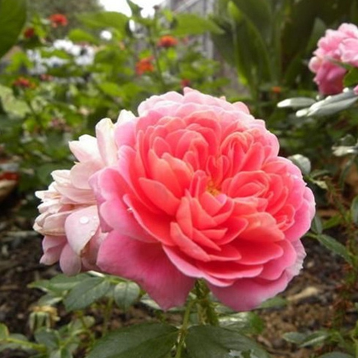 2002年美国培育的月季花，花瓣深粉红，中花朵，灌木月季宝藏图片