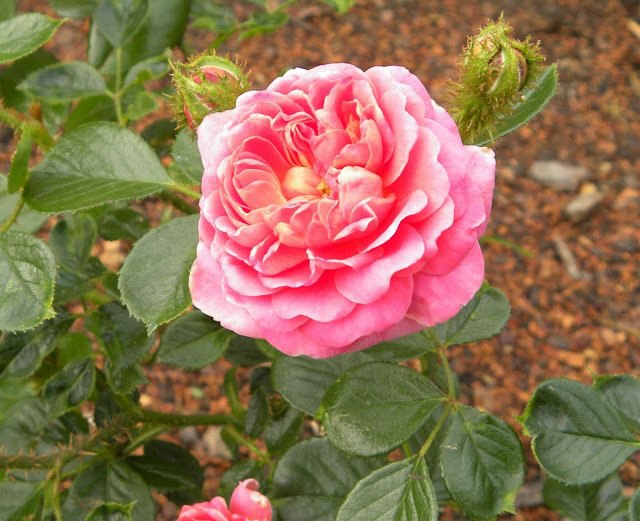 2002年美国培育的月季花，花瓣深粉红，中花朵，灌木月季宝藏图片