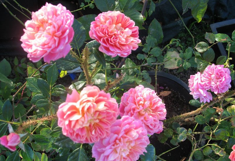 2002年美国培育的月季花，花瓣深粉红，中花朵，灌木月季宝藏图片