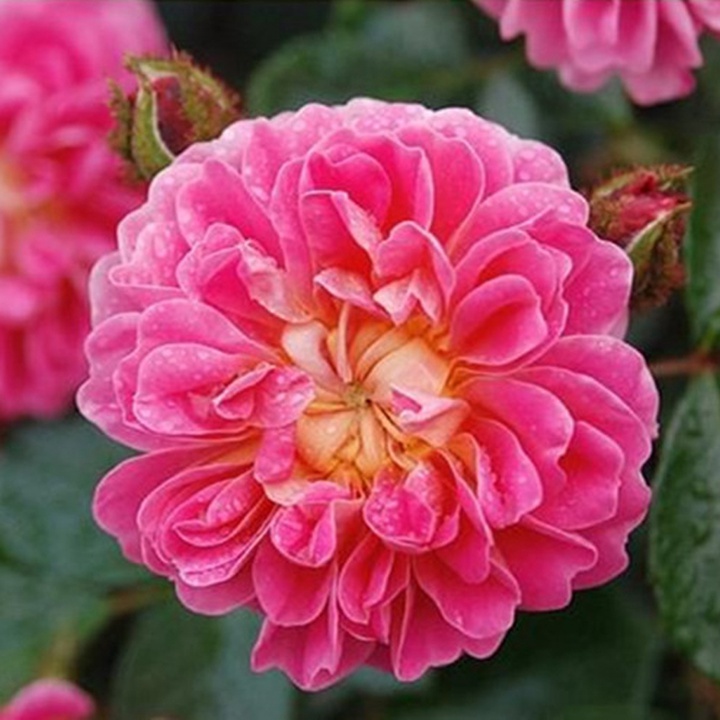 2002年美国培育的月季花，花瓣深粉红，中花朵，灌木月季宝藏图片