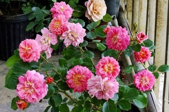 2002年美国培育的月季花，花瓣深粉红，中花朵，灌木月季宝藏图片