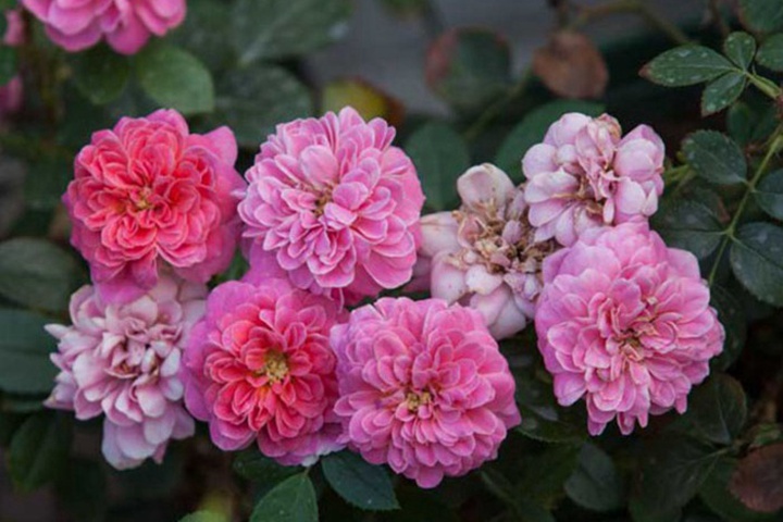 2002年美国培育的月季花，花瓣深粉红，中花朵，灌木月季宝藏图片