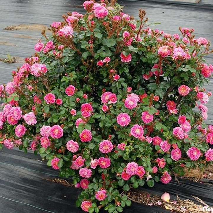 2002年美国培育的月季花，花瓣深粉红，中花朵，灌木月季宝藏图片