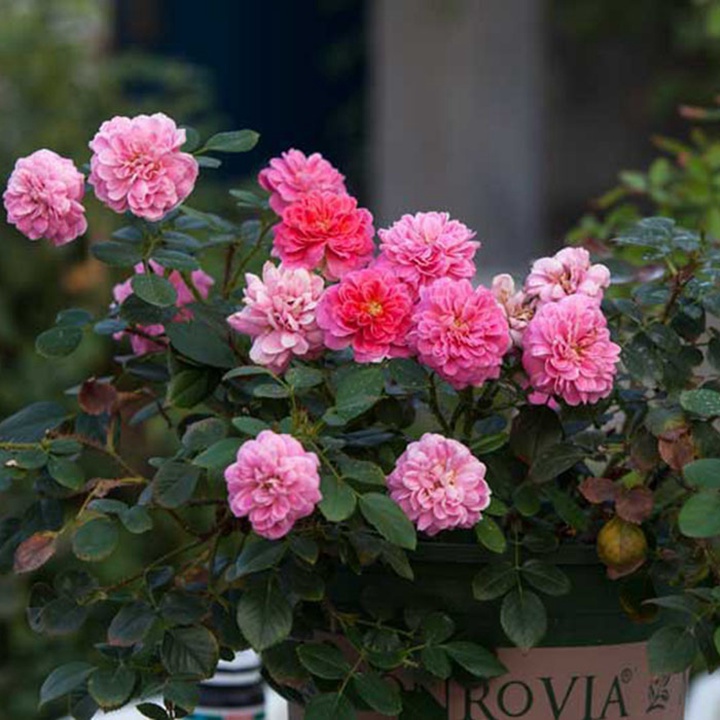2002年美国培育的月季花，花瓣深粉红，中花朵，灌木月季宝藏图片