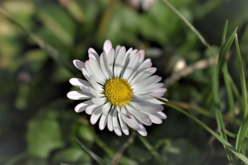 早春开花，生气盎然，生长在野地里成片的唯美清新雏菊图片