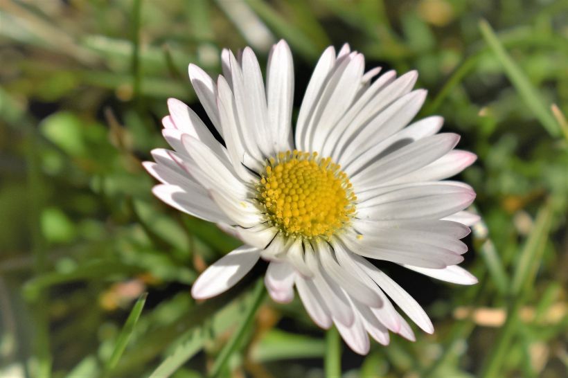 早春开花，生气盎然，生长在野地里成片的唯美清新雏菊图片