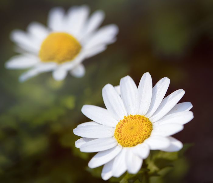 早春开花，生气盎然，生长在野地里成片的唯美清新雏菊图片