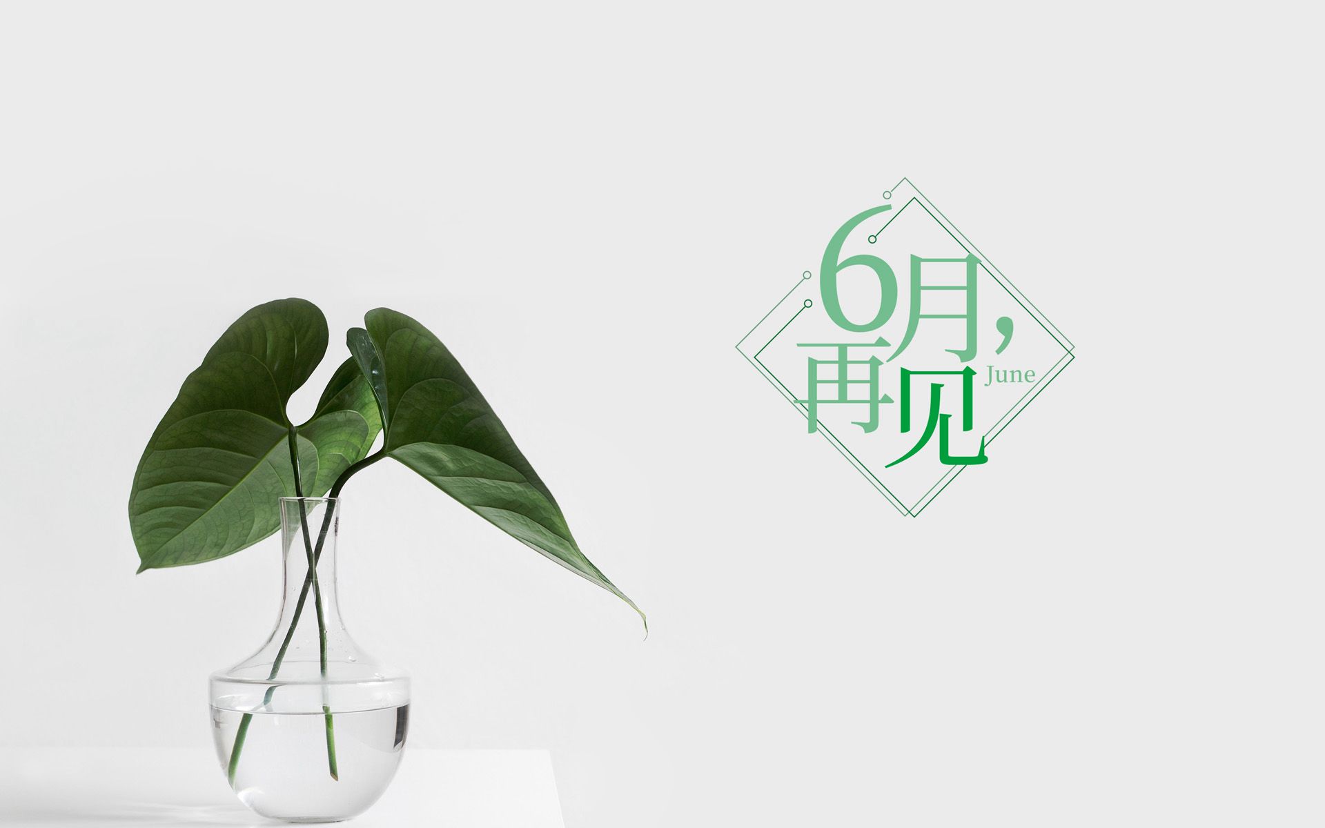 以室内绿植，多肉，盆栽等植物为背景的6月再见小清新壁纸图片