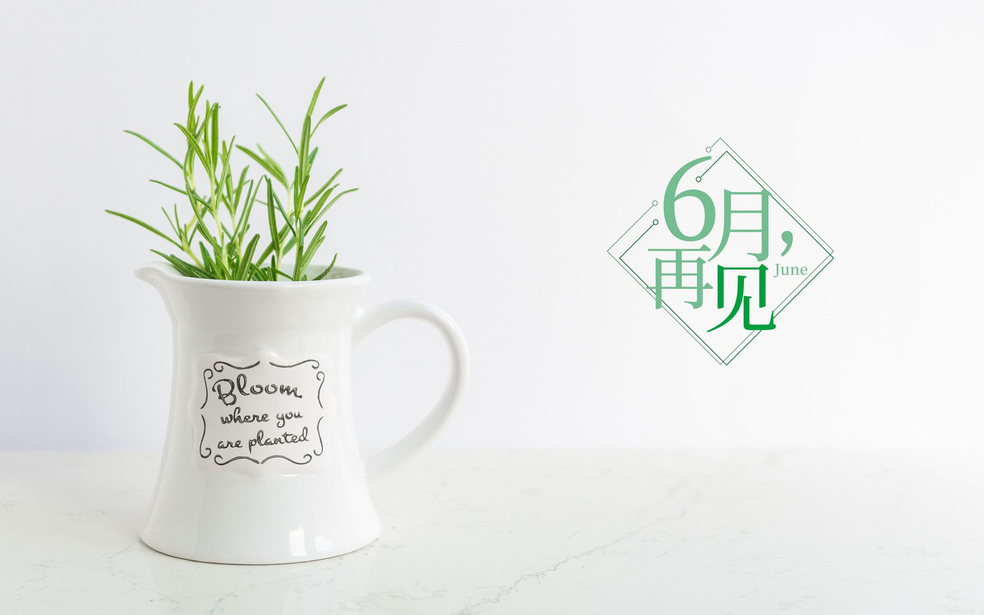 以室内绿植，多肉，盆栽等植物为背景的6月再见小清新壁纸图片