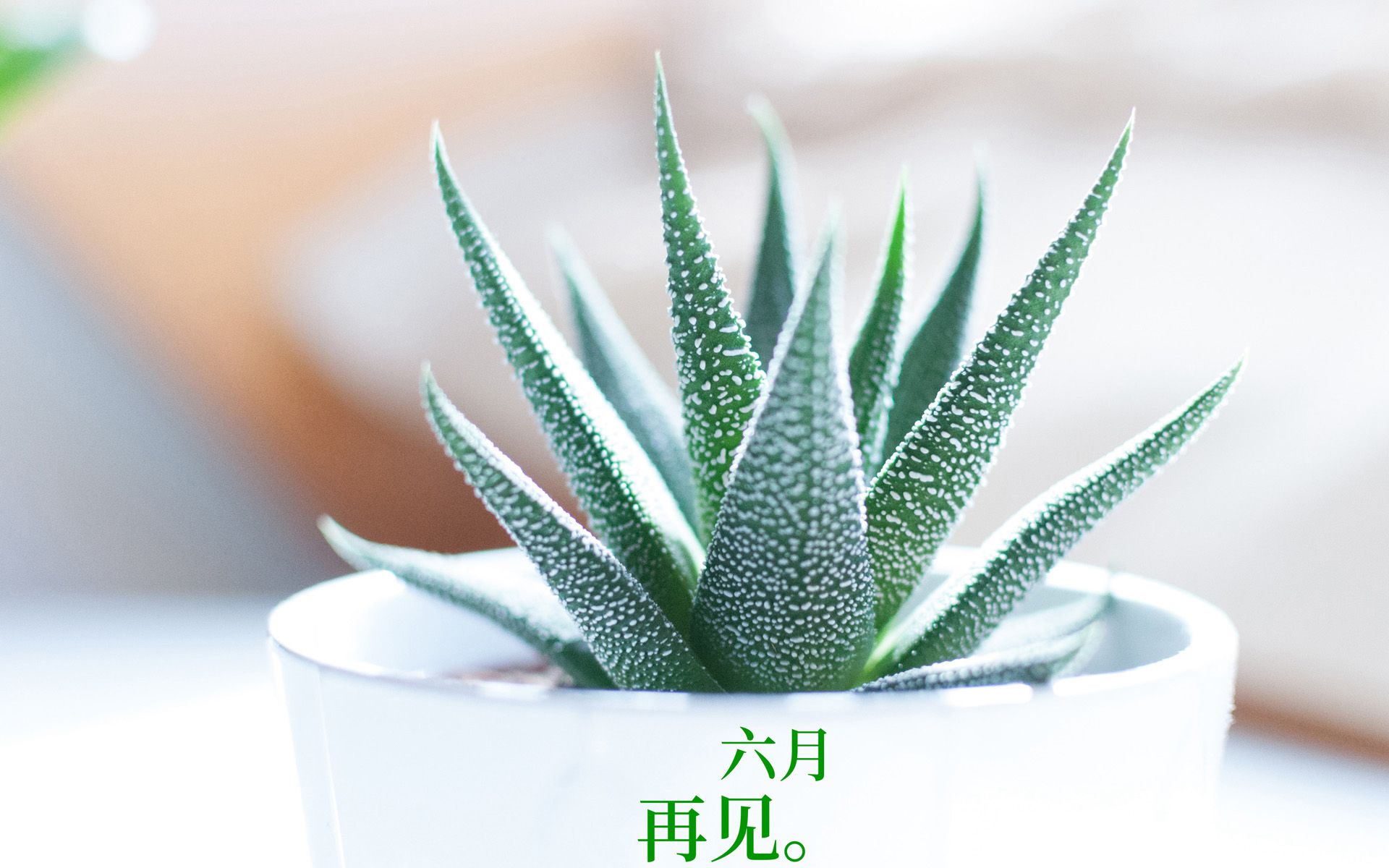 以室内绿植，多肉，盆栽等植物为背景的6月再见小清新壁纸图片
